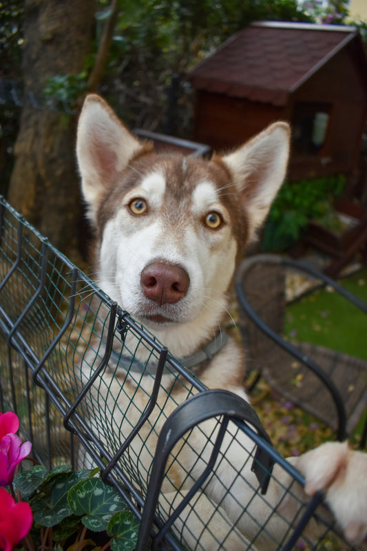 🐾 Creating a Safe & Fun Space for Your Pup – Anytime, Anywhere! 🏕️