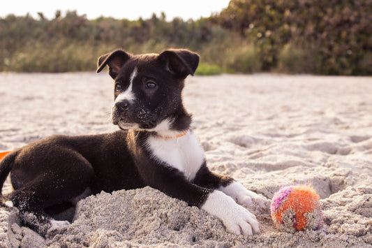 "Top 5 Dog-Friendly Road Trip Destinations" 🚗🐕