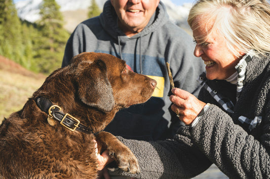 🎯 Treat, Praise, Repeat: A Training Day with Bacon & Beef 🍖🐶