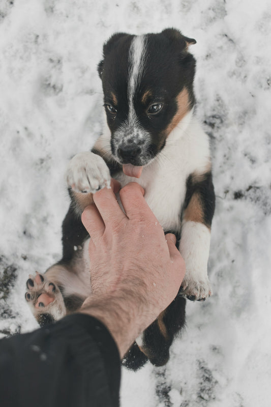 A Calm Evening with My Goldendoodle & the Magic of a Good Brush ✨