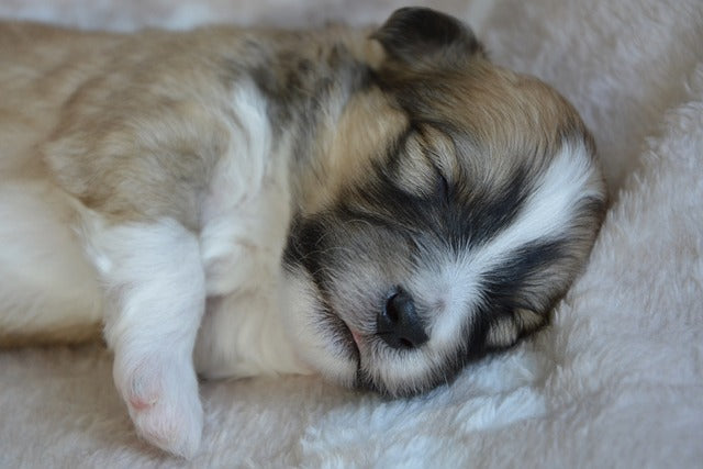 🐶 What Your Dog’s Sleeping Position Says About Them