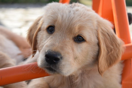🐶 Why Do Dogs Tilt Their Heads? Understanding This Adorable Behavior
