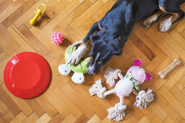 🧬 How to Choose the Perfect Dog Toy: A Guide Based on Size, Breed, and Play Style🧬