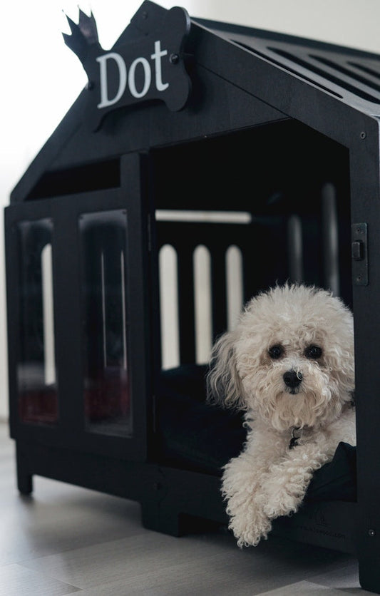 🐶 A Cozy Evening with Our New Extra Large Dog House Indoor