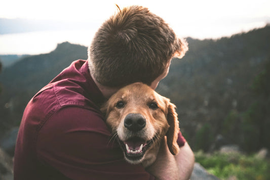 🏕️ Creating a Safe, Cozy Space for Your Pet – Anytime, Anywhere!