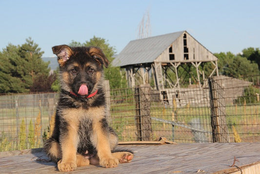 🐾 The Hidden Dangers in Your Backyard: Dog-Safe Gardening Tips