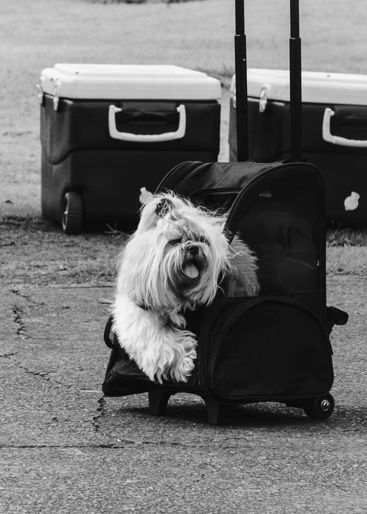 ✈️ Flying with a Small Dog or Cat? Here's How to Choose the Right In-Cabin Carrier 🐾