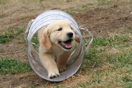 Do Dogs Get Bored? How to Tell and What to Do About It! 🐶🧠💤