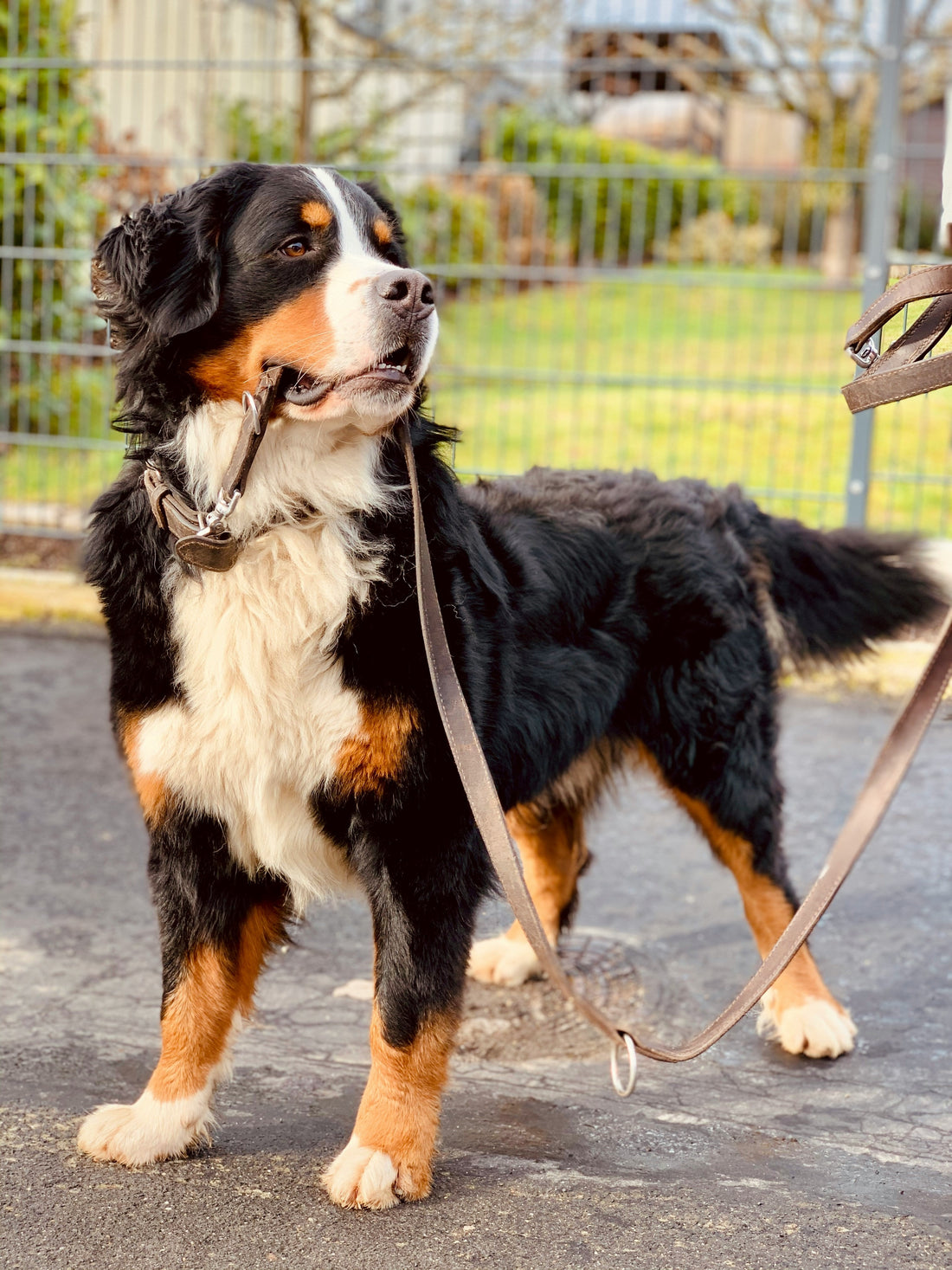 A Quiet Evening Walk with Max and His New Collar 🌙🐾