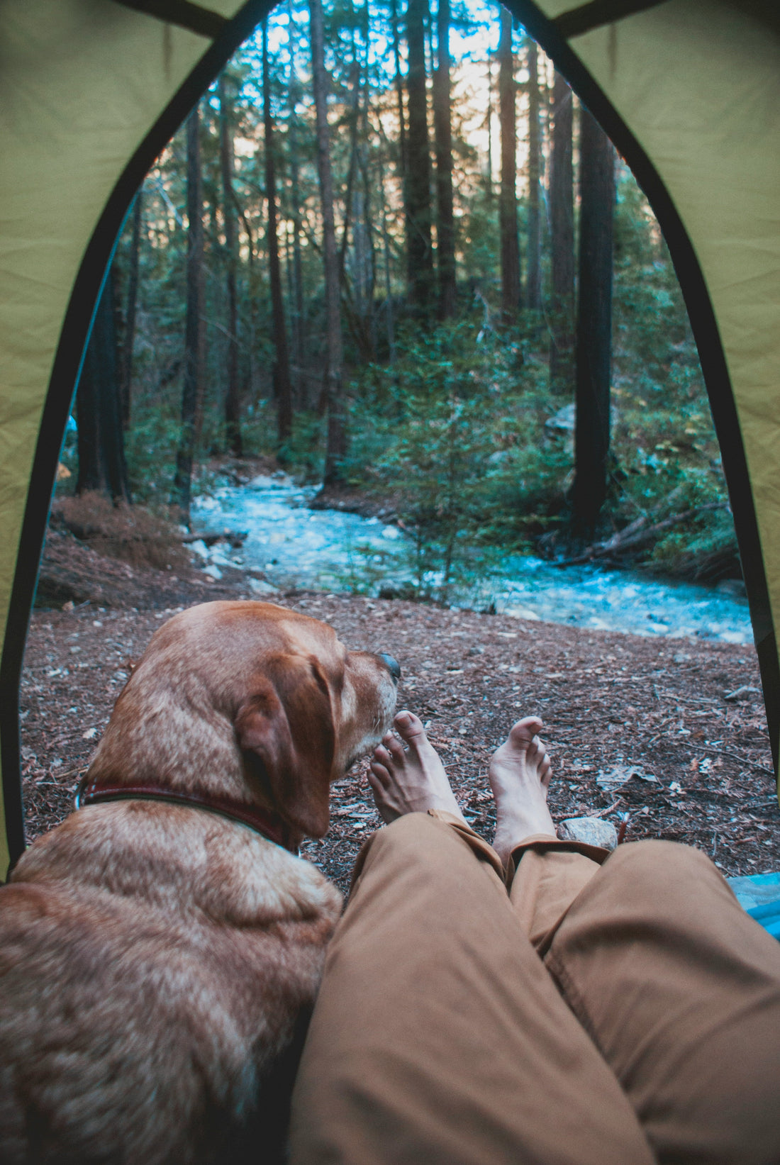 Our Backyard Camping Adventure – With Zampa Playpen!