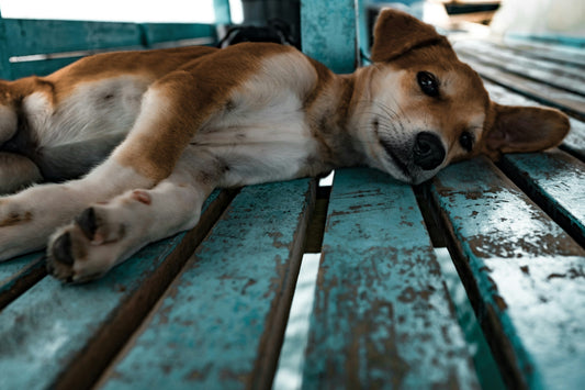 "Top 5 Must-Have Dog Accessories for New Pet Owners"