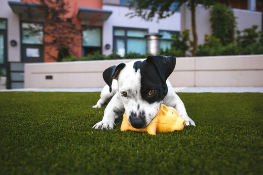 How to Create the Perfect Dog Play Area at Home