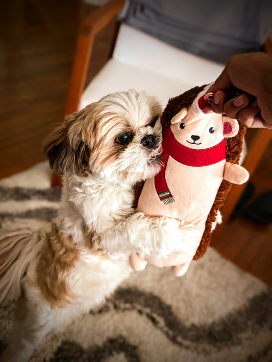 A Cozy Evening with My Pup and the Cutest Toy Ever 🐑💖