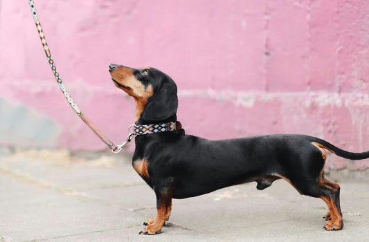 🐶 Daily Walks Just Got Safer and Cuter! 💖