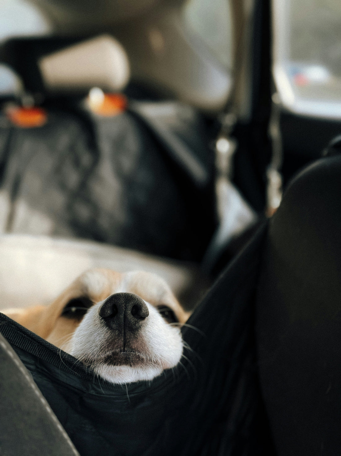 🐾 Sunday Drive with Max – Our First Ride with a Hard-Bottom Dog Car Seat Extender