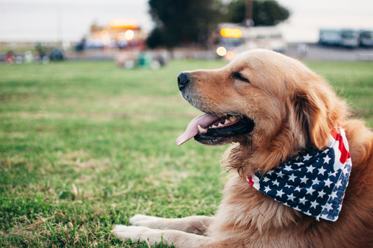 🐾 Create a Cozy Den for Your Dog with This Simple Upgrade 🛏️