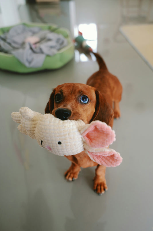 🐾 A Little Bunny, A Lot of Joy: How Our Pup Fell in Love With a New Friend 💕