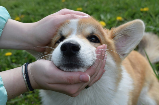 Life With Pets: Why I Always Carry Wipes 🐾✨