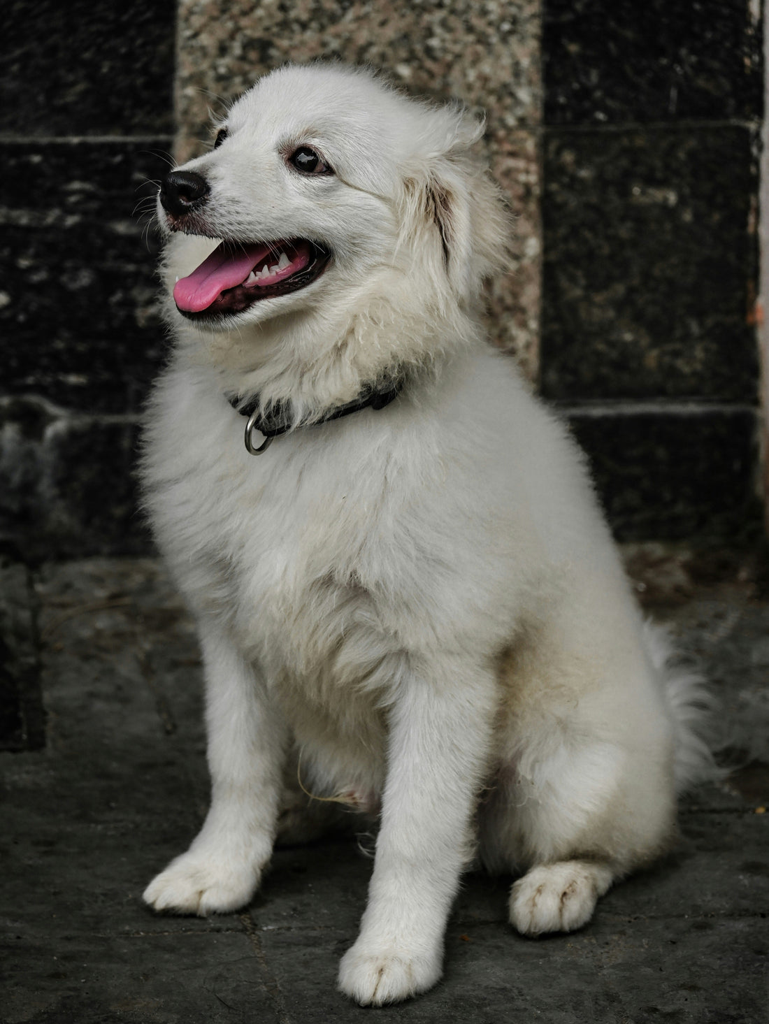 🐶 Why Your Dog Might Be Shedding More Than Usual — And What You Can Do About It!