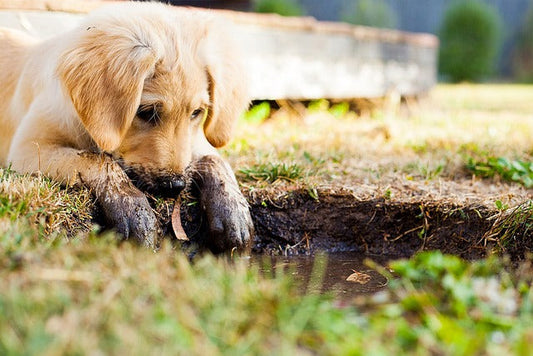 ☀️ Summer Adventures: How to Travel Safely With Your Dog in Hot Weather 🐾
