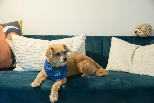 🐾 The Blanket That Saved My Couch – And My Sanity! 🛋️