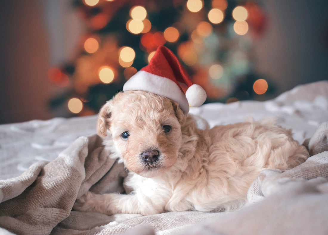 The Best Dog Accessories for Winter Adventures
