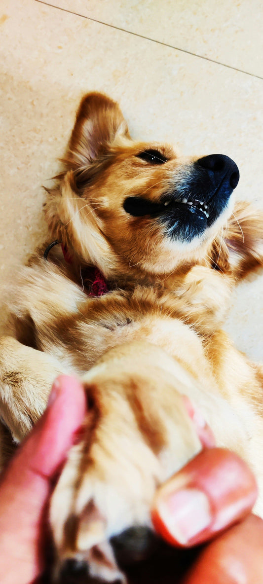 🧼 Pet Grooming Time: Small Combs, Big Difference! 🐾