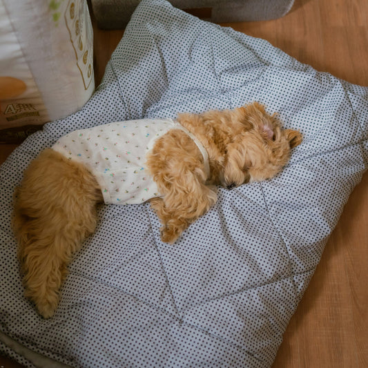 💤Do Big Dogs Really Sleep Well? Tips for Better Rest 🐕🛏️