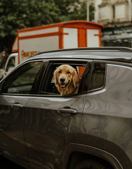 🐾 Road Trips Made Easy with My Pup! 🐶🚗