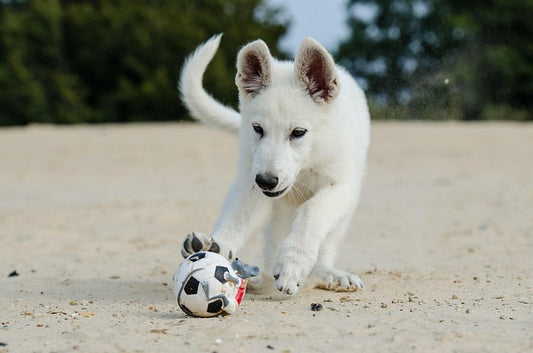 🐾 5 Signs Your Dog Might Be Stressed