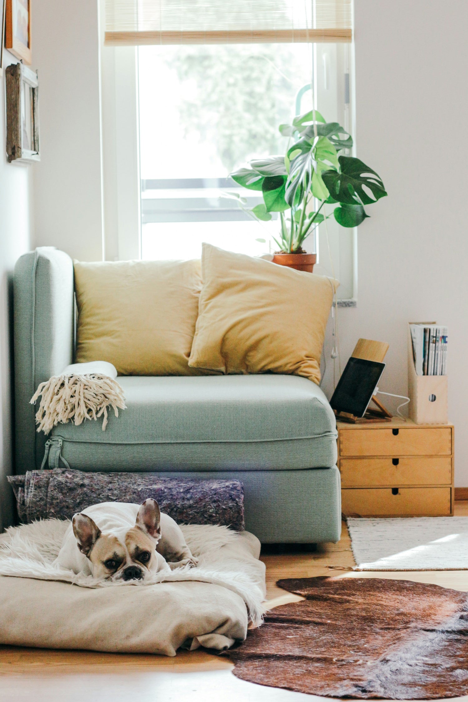 ★Dog Beds & Furniture