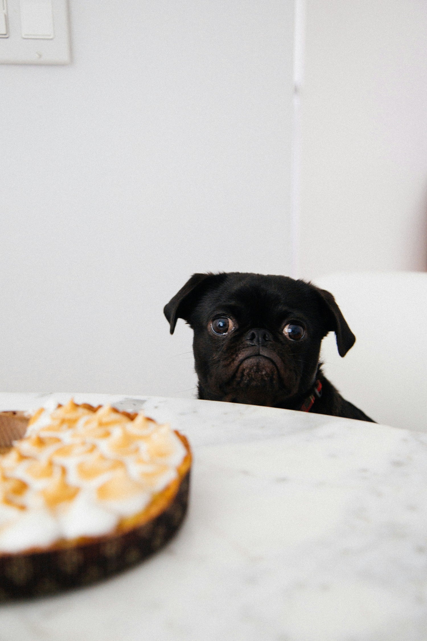 ★Dog Food & Treats