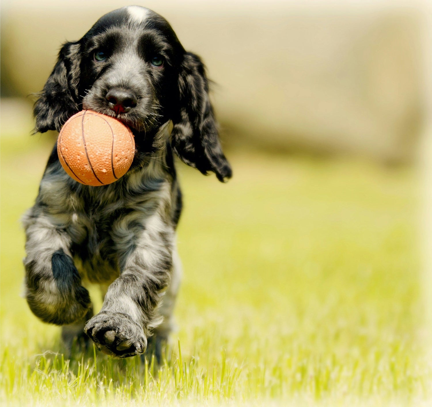 ★Dog Toys
