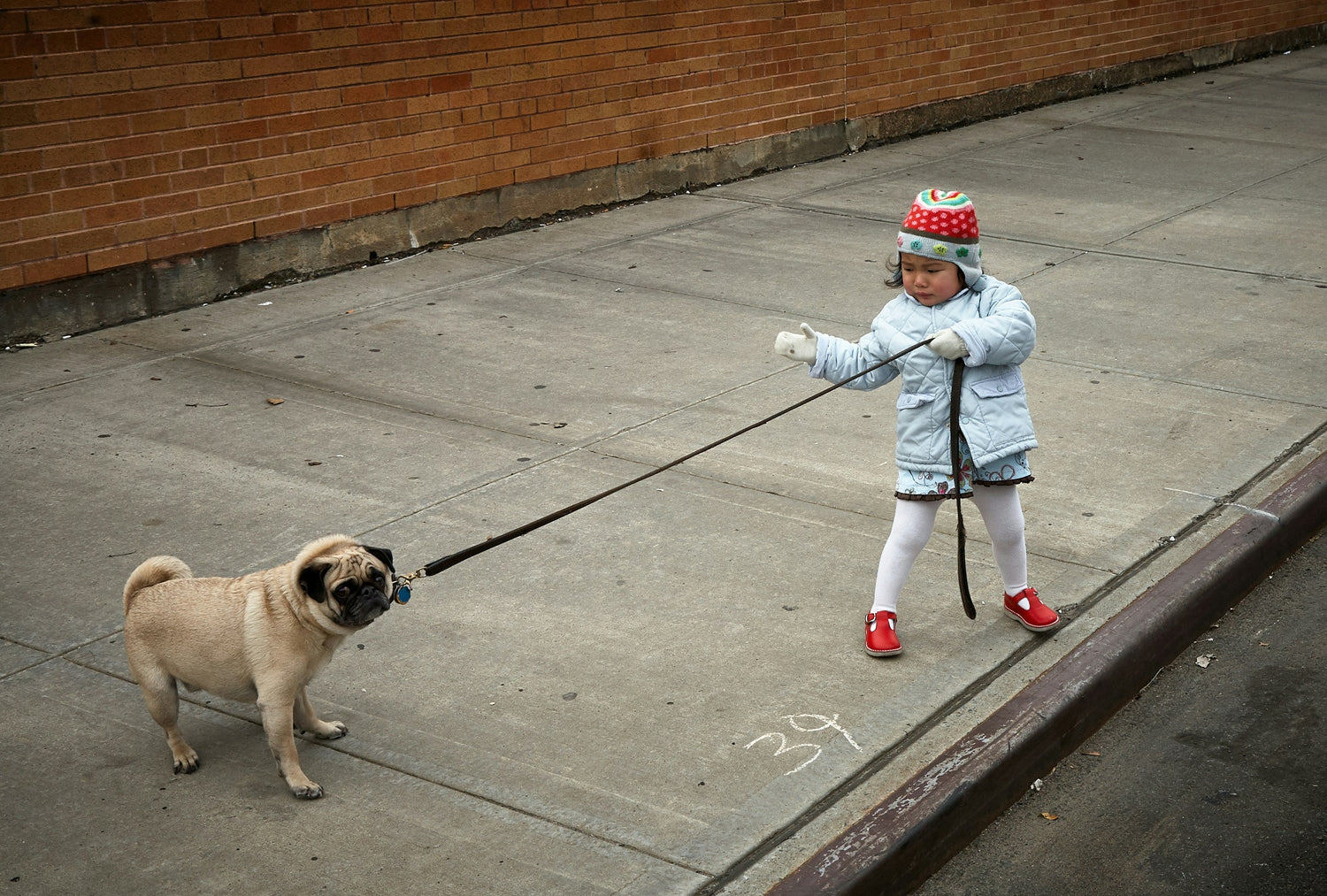 ★Dog Collars, Harnesses & Leashes