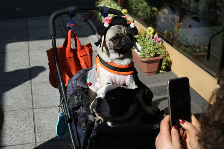 ★Dog Carriers & Travel Products