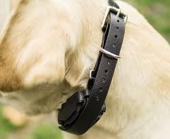 Replacement Strap for Dogtra Collars - 3/4" Wide Ultra-Durable Dog E-Collar Replacement for Training, Bark, Shock, Electric, and GPS Collars - 28" Adjustable Length Solid Oragne