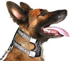 Cesar Millan Pack Leader Collar™ - Training Collar of The Dog Whisperer (Large, Grey)
