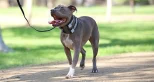 Cesar Millan Pack Leader Collar™ - Training Collar of The Dog Whisperer (Large, Grey)