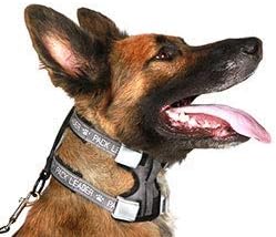 Cesar Millan Pack Leader Collar™ - Training Collar of The Dog Whisperer (Small, Grey)