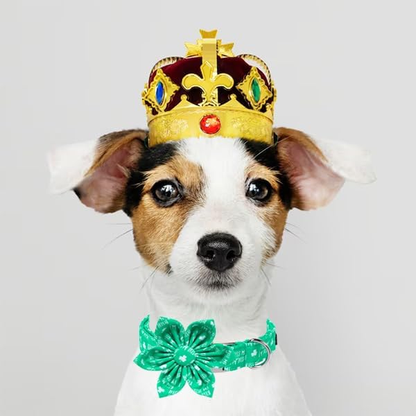 Unique Style Paws St. Patrick's Day Dog Collar with Bow Green Clover Dog Collar Flower Bowtie Collar for Large Medium Small Dogs