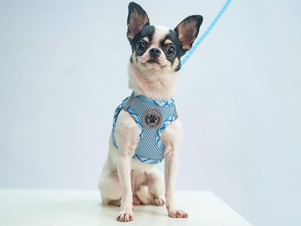 BEAUTYZOO Dog Harness and Leash Set for Small Medium Dogs,No Pull Step-in Harness for Puppy S M Sized Dogs and Cats,Air Mesh Adjustable Breathable Soft No Chock Escape Proof Vest Harness,Sky Blue S