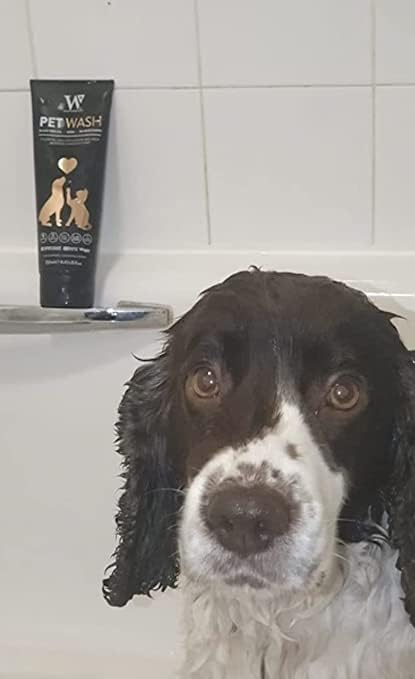 Watermans Cat & Dog Shampoo Wash - Antifungal, Natural & Antibacterial Head-to-Tail Wash - Bubble Grooming for Smelly, Itchy Skin, Dandruff & Pet Allergies - Paraben-Free & Deodorizing