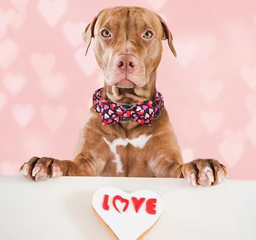 Unique Style Paws Valentine's Day Dog Collar with Bow Colorful Heart Love Dog Collars for Small Medium Large Dog New (L, Black Bow)