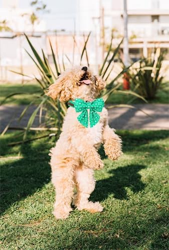Unique Style Paws St. Patrick's Day Dog Collar with Bow Green Clover Dog Collar Bowtie Bowtie Collar for Large Medium Small Dogs