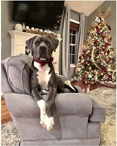 Unique Style Paws Pet Soft &Comfy Bowtie Dog Collar and Cat Collar Pet Gift for Dogs and Cats 6 Size and 7 Patterns