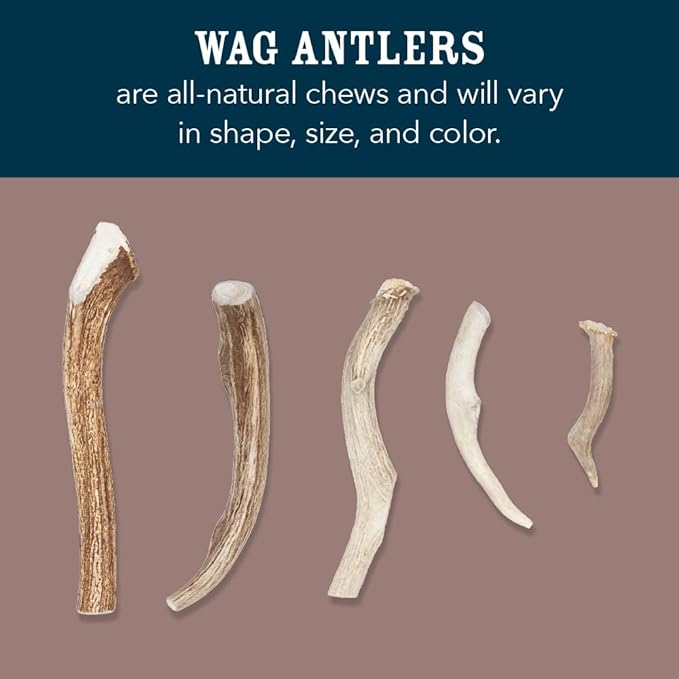 Amazon Brand - Wag Dog Elk Antler Chew, Naturally Shed, Whole, Medium 6-7.5 inches (Best for Dogs 15-30 lbs), 2.90 Ounce (Pack of 1)