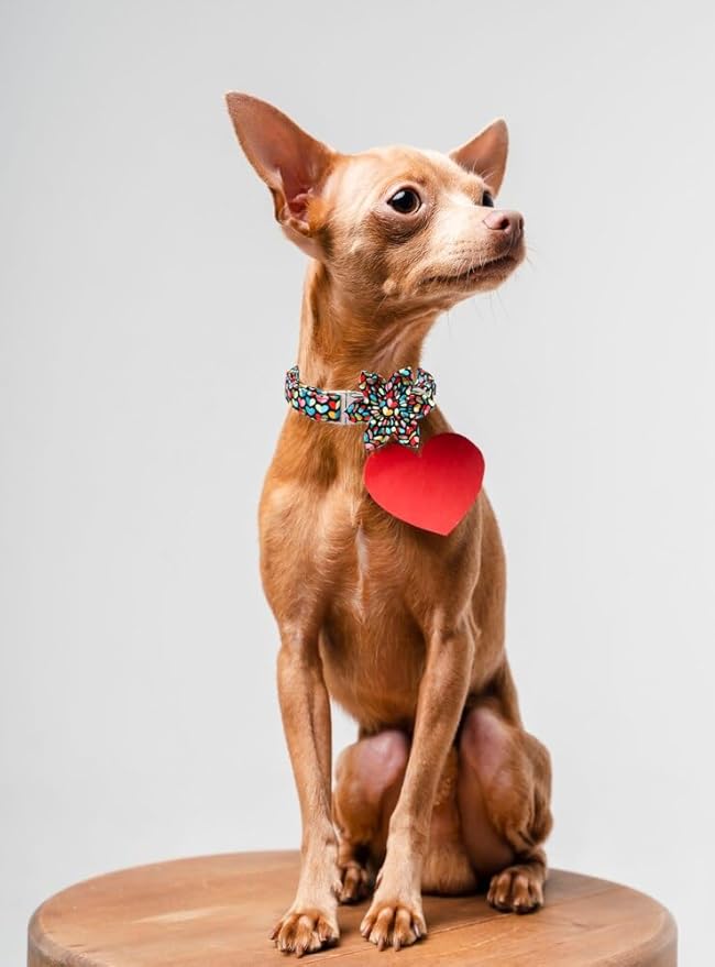 Unique Style Paws Valentine's Day Dog Collar with Bow Colorful Heart Love Dog Collars for Small Medium Large Dog New (M, Heart Flower)