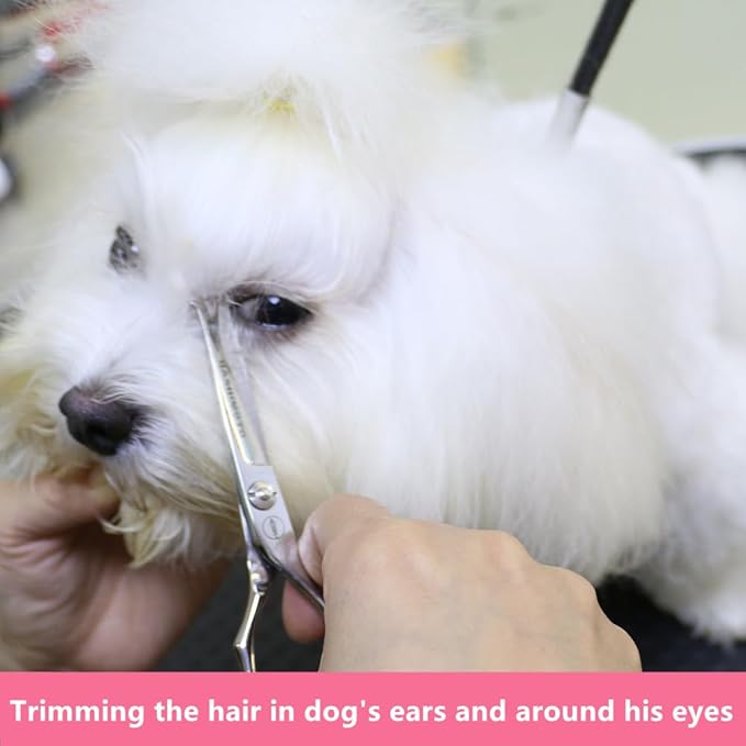 HASHIMOTO Small Dog Grooming Scissors with Rounded Tips, 5.0 inch, Straight Blade with Micro-Serrated, Designed for Trimming around the Eyes,Ears,Nose and Paws.