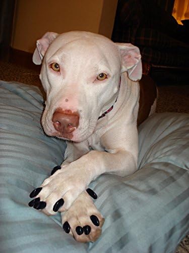 40 Pack Soft Nail Caps for Dog Claws Clear Jumbo