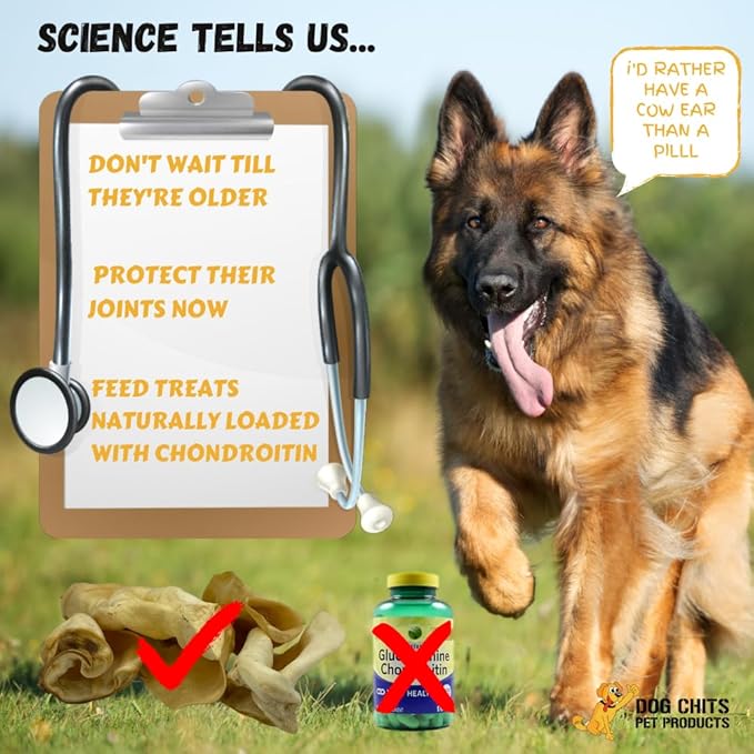 Dog Chits Cow Ears for Dogs | Extra Large | Thick Cut | Whole Ears | Dog and Puppy Chews | USDA | All Natural | Long Lasting Chews | 10 Count